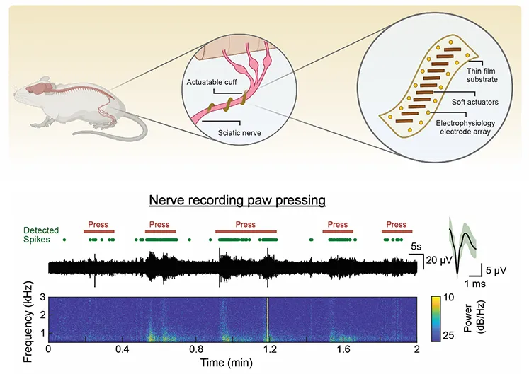 Minimally invasive neural interfaces