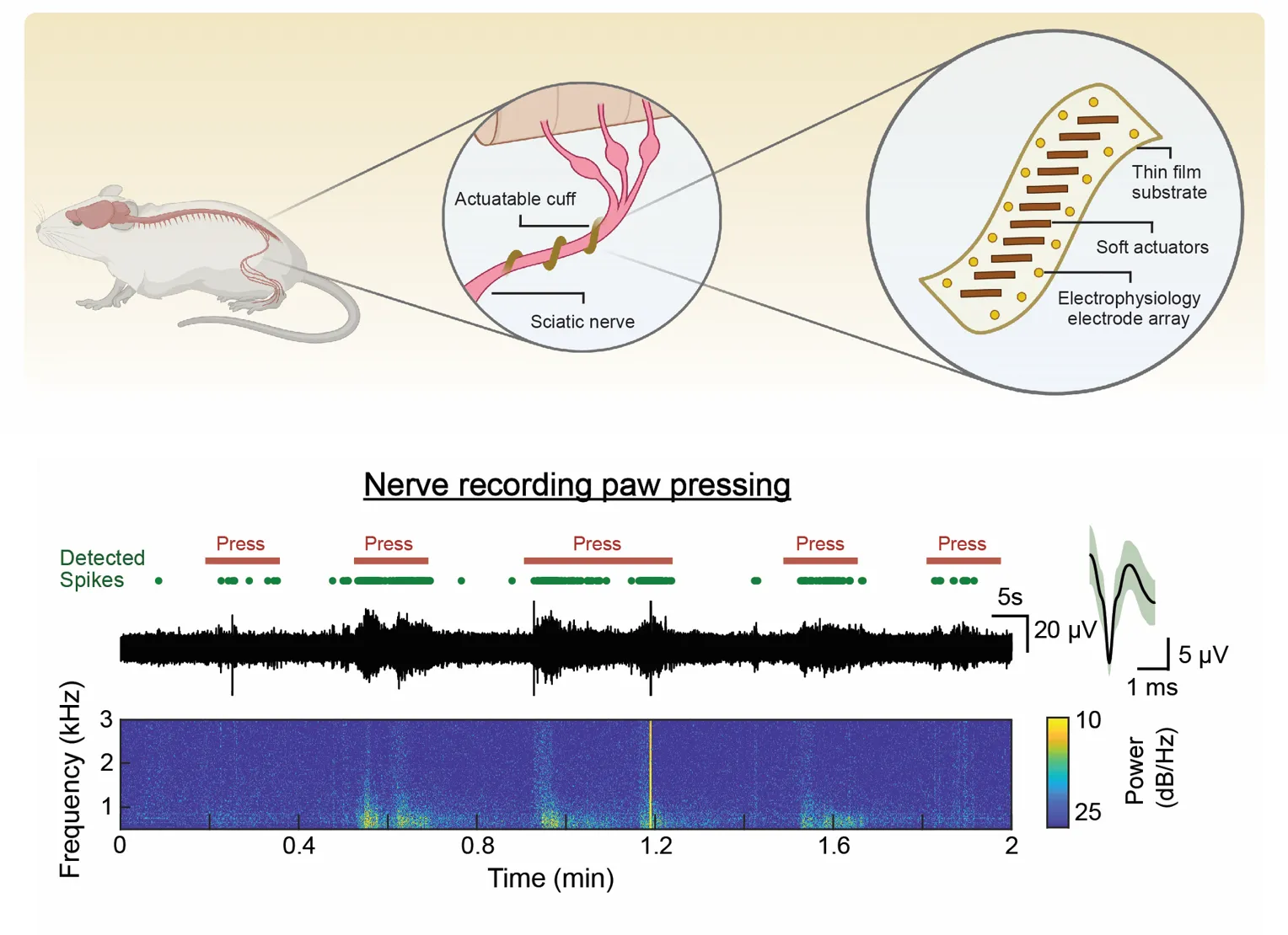 Neural interfaces